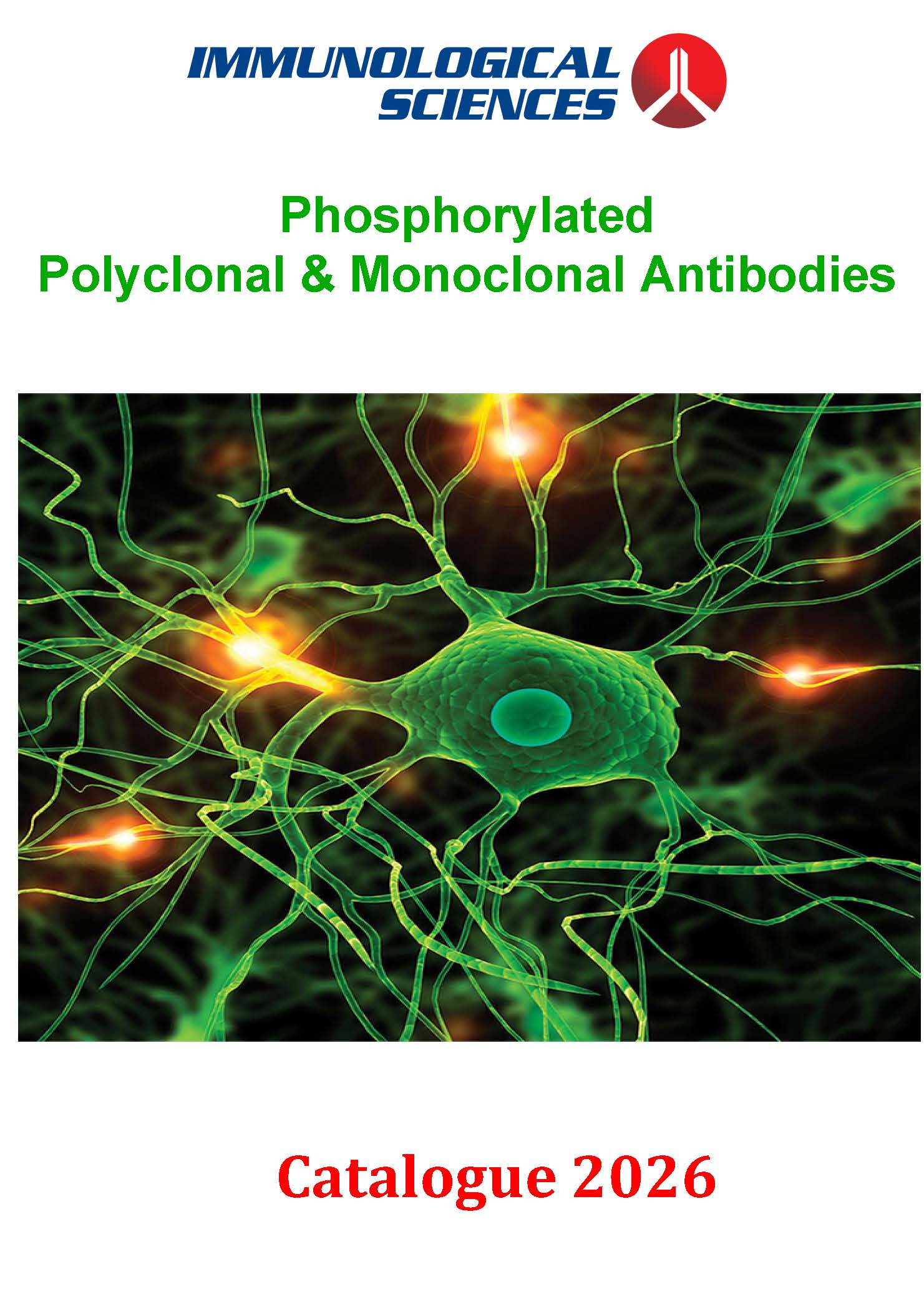 Phosphorylated Antibodies