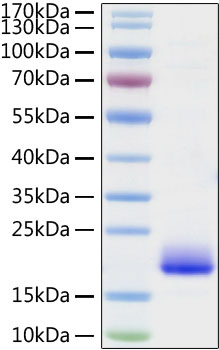 Recombinant Mouse IL-4 Protein is greater than 95% as determined by SEC-HPLC.