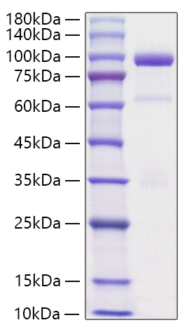 Recombinant Rat HGF stimulates cell proliferation of the Mv.1.lu cells. The ED50 for this effect is 1.6-6.2 ng/mL, corresponding to a specific activity of 1.6×105~6.3×105 units/mg.