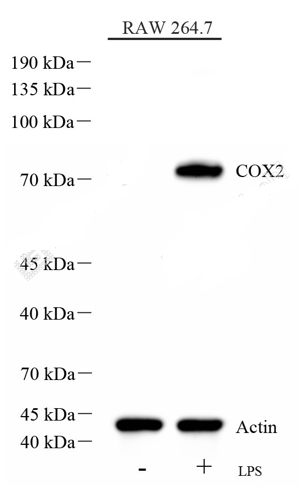 WB analysis of COX2/ Cyclooxygenase 2.
Sample: Protein treated by RIPA Lysis Buffer.
Blocking buffer: 3% Nonfat dry milk in TBST, RT, 1h.
Primary antibody: 1: 2000, 4℃ overnight.
Secondary antibody: HRP conjugated Goat Anti-Rabbit lgG (H+L), 1: 3000, RT, 1h