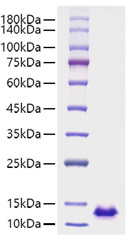 Recombinant Human CXCL12/SDF-1 Protein chemoattract MOLT4 cells. The ED50 for this effect is 11.47-45.86 ng/mL, corresponding to a specific activity of 2.18×104 ~8.72×104 units/mg.