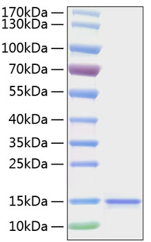 Recombinant Human IL-15 promotes the proliferation of HT-2 cells. The ED50 for this effect is 1.5-5 pg/mL, corresponding to a specific activity of 2.0×108-6.67×108units/mg.