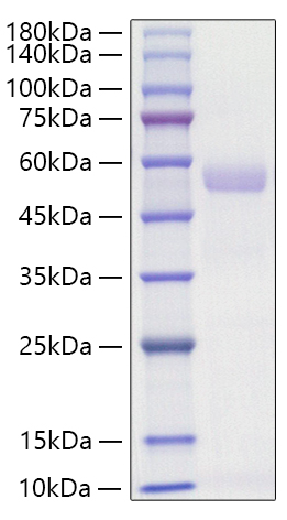 The purity of Mouse Osteopontin/SPP1 is greater than 95% as determined by SEC-HPLC.