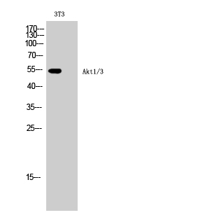 The antibody was affinity-purified from rabbit
antiserum by affinity-chromatography using
epitope-specific immunogen.