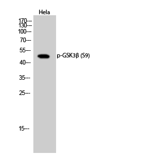 Western Blot analysis of Hela cells using Phospho-GSK3β (S9) Polyclonal Antibody diluted at 1:1000