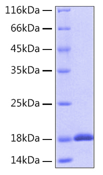 Immobilized recombinant Human IL18 at 5μg/mL (100μL/well) can bind recombinant Human IL18BPa with a linear range of 0.156-1.372μg/mL.