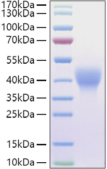 Measured by its ability to inhibit the proliferation of M1 mouse myeloid leukemia cells. The ED50 for this effect is 0.05‑0.22 ng/mL, corresponding to a specific activity of 4.58×106~1.83×107units/mg.