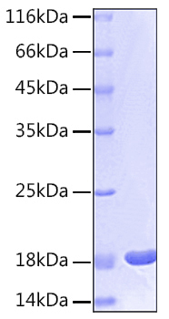 Recombinant Human IL-1 beta Protein is greater than 95% as determined by SEC-HPLC.