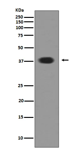Western blot analysis of Musashi 1 expression in SH-SY-5Y cell lysate.