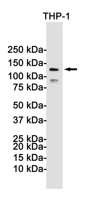 Western blot analysis of NLRP3 in THP-1 lysates using NLRP3 antibody.