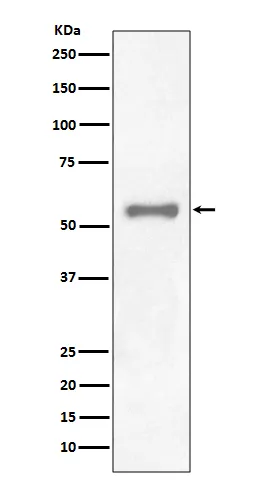 Western blot analysis of PAX7 expression in HeLa lysate.