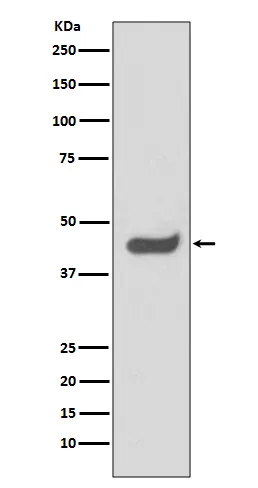 Western blot analysis of SOX1 expression in HeLa cell lysate.