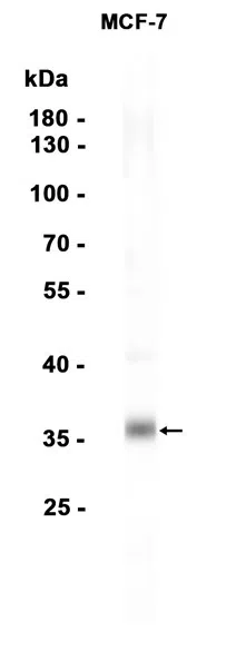Western blot analysis of extracts from MCF-7 cells using AMRe86260 at 1:1000.
