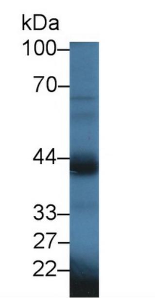 Western Blot; Sample: Mouse Testis lysate;Primary Ab: 2μg/ml Rabbit
Anti-MouseOXTR Antibody