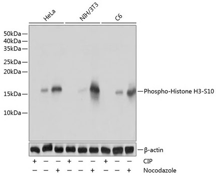 Western blot analysis of lysates from HeLa,NIH/3T3,C6 cells using Phospho-Histone H3- S10 Rabbit mAb  at 1:1000 dilution. HeLa,NIH/3T3 and C6 cells were treated with nocodazole (50 ng/mL) at 37℃ for 20 hours or treated with CIP(20uL/400ul) at 37℃ for 1 hour.
Secondary antibody: HRP-conjugated Goat anti-Rabbit IgG (H+L) ) at 1:10000 dilution.
Lysates/proteins: 25 μg per lane.
Blocking buffer: 3% nonfat dry milk in TBST.
Detection: ECL West Pico Plus.
Exposure time: 1s.