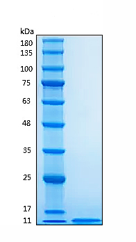 Recombinant Human Insulin Protein was determined by SDS-PAGE under reducing conditions with Coomassie Blue.