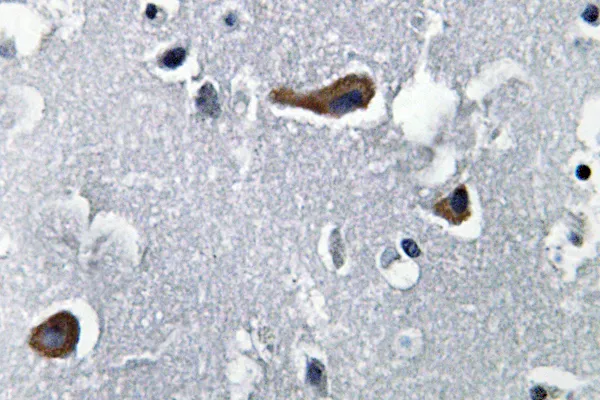 Immunohistochemistry analysis of MAP-2 antibody in paraffin-embedded human brain tissue.