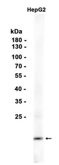 Western blot analysis of extracts from HepG2 cells using TOMM20 Rabbit Monoclonal Antibody at 1:1000.