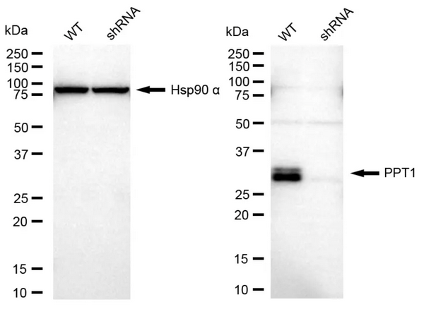 Western blotting analysis using PPT1 antibody. PPT1 expression in wild-type (WT) and PPT1 shRNA knockdown (KD) HeLa cells with 30 μg of total cell lysates. Hsp90 α serves as a loading control. The blot was incubated with PPT1 antibody (1:2,500) and HRP-conjugated goat anti-mouse secondary antibody ( 1:10,000) respectively.