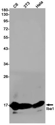Western blot detection of Iba1 in C6,3T3,Hela cell lysates using Iba1 antibody(1:1000 diluted).