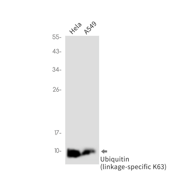 Western blot analysis of Ubiquitin (linkagespecific K63) in Hela, A549 lysates using Ubiquitin K63 antibody.