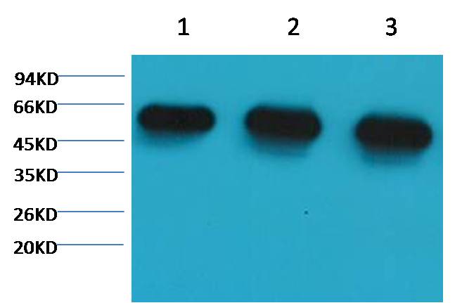 Western blot analysis of 1) Hela, 2) Rat BrianTissue, 3) Mouse Brain Tissue with diluted at 1:5,000.