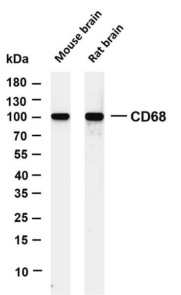 Various whole cell lysates were separated by 4-20% SDS-PAGE, and the membrane was blotted with anti-CD68 antibody. The HRP-conjugated Goat anti-Rabbit IgG(H + L) antibody was used to detect the antibody.