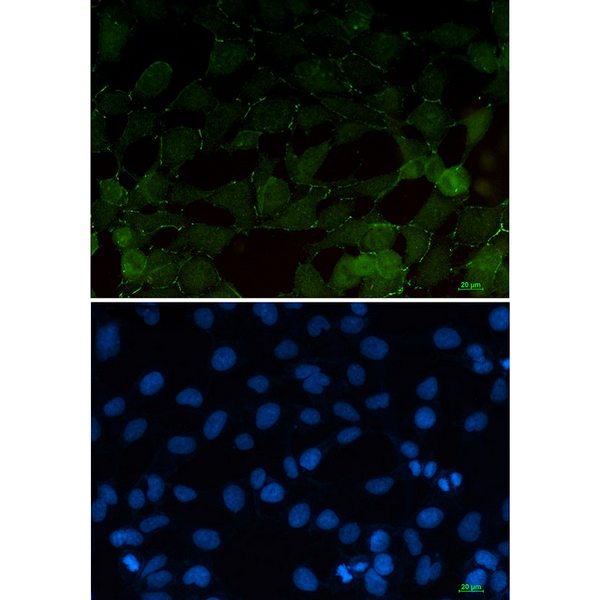 Immunocytochemistry analysis of beta Catenin (green) in 293T using beta Catenin antibody,and DAPI(blue).