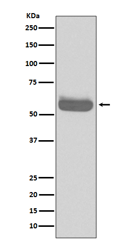 Western blot analysis of Occludin expression in HepG2 cell lysate.