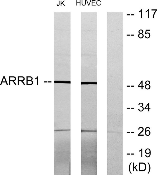 Western blot analysis of lysates from Jurkat and HUVEC cells, using ARRB1 Antibody. The lane on the right is blocked with the synthesized peptide.