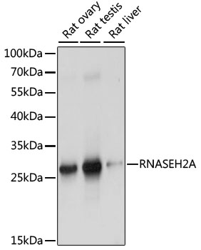 Western blot analysis of various lysates using RNASEH2A Rabbit pAb at 1:1000 dilution. Secondary antibody: HRP-conjugated Goat anti-Rabbit IgG (H+L) at 1:10000 dilution. Lysates/proteins: 25μg per lane. Blocking buffer: 3% nonfat dry milk in TBST. Detection: ECL West Pico Plus. 
Exposure time: 1s.