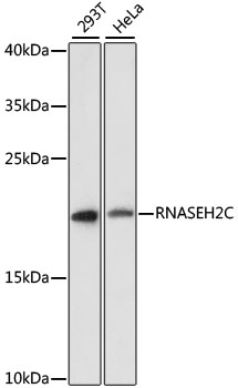 Western blot analysis of various lysates using RNASEH2C Rabbit pAb  at 1:3000 dilution. Secondary antibody: HRP-conjugated Goat anti-Rabbit IgG (H+L) at 1:10000 dilution. Lysates/proteins: 25μg per lane. Blocking buffer: 3% nonfat dry milk in TBST. Detection: ECL Enhanced Kit . Exposure time: 90s.
