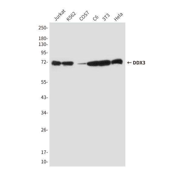 Western blot analysis of DDX3 in Hela, 3T3, C6, COS7, K562 and Jurkat lysates using DDX3 antibody.