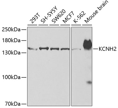 Western blot analysis of various lysates using KCNH2 Rabbit Polyclonal Antibody at 1:500 dilution.