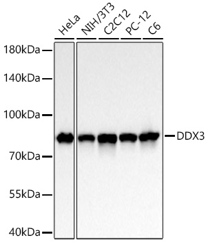 Western blot analysis of various lysates using DDX3 Rabbit Monoclonal Antibody at 1:30000 dilution incubated overnight at 4℃.