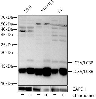 Western blot analysis of various lysates, using LC3A/LC3B Rabbit pAb at 1:2000 dilution. 293T,NIH/3T3 and C6 cells were treated with Chloroquine (50 μM) at 37℃ for 20 hours.
