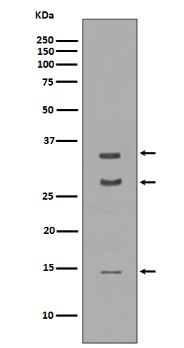 Western blot analysis of extracts of Human cerebellum lysate, using BDNF antibody - at 14 kDa mature BDNF - at 28-32 kDa Precursor BDNF