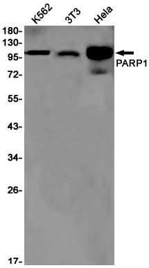 Western blot analysis of PARP1 in K562, 3T3, Hela lysates using PARP1 antibody.