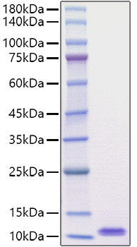 Recombinant Mouse EGF Protein was Measured in a cell proliferation assay determined by SDS-PAGE under using 4MBr 5 rhesus monkey reducing conditions with Coomassie epithelial cells.