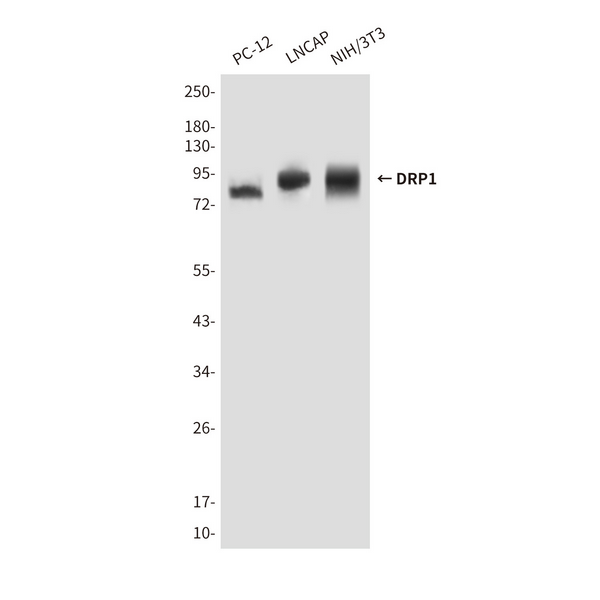 Western blot analysis of DRP1 in PC-12 , LNCAP and NIH/3T3 lysates using DRP1 antibody.