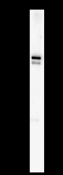C2C12 whole cell lysates were separated by 10% SDS-PAGE, and the membrane was blotted with MFN1 Rabbit Monoclonal Antibody(1:1000). The HRP-conjugated Goat anti-Rabbit IgG(H + L) antibody was used to detect the antibody.