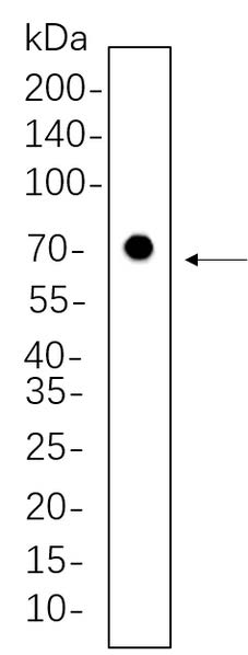 Hela whole cell lysates were separated by 10% SDS-PAGE, and the membrane was blotted with Nrf1 Rabbit Monoclonal Antibody(1:1000). The HRP-conjugated Goat anti-Rabbit IgG(H + L) antibody was used to detect the antibody.