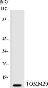 Western blot analysis of the lysates from HeLa cells using TOMM20 antibody.