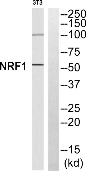 Western blot analysis of NRF1 Antibody. The lane on the right is blocked with the NRF1 peptide.