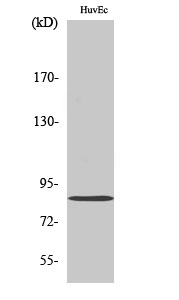Western blot analysis of Mitofusin 2 in various lysates using Mitofusin 2 antibody.