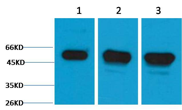 Western blot analysis of 1) Hela, 2)Mouse Brain, 3) Rat Brain tissue with ABE049 diluted at 1:5,000.