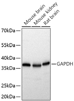 Western blot analysis of various lysates using HRP-conjugated GAPDH Rabbit mAb  at 1:170000 dilution incubated overnight at 4℃. Secondary antibody: HRP-conjugated Goat anti-Rabbit IgG (H+L) at 1:10000 dilution. Lysates/proteins: 25 μg per lane. Blocking buffer: 3% nonfat dry milk in TBST. Detection: ECL West Pico Plus. Exposure time: 5 s.