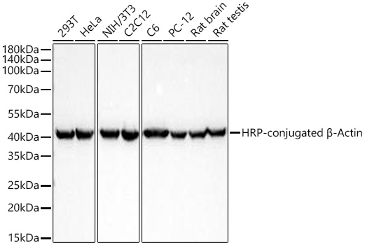 Western blot analysis of various lysates using HRP-conjugated β-Actin Rabbit mAb at 1:200000 dilution incubated overnight at 4℃.