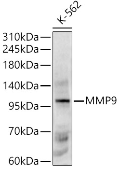 Western blot analysis of lysates from K-562 cells, using MMP9 Rabbit pAb at 1:600 dilution.