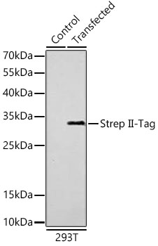 Western blot analysis of lysates from wild type (WT) and 293T cells transfected with Strep II-tagged protein using Mouse anti Strep II-Tag mAb . Secondary antibody: HRP-conjugated Goat anti-Mouse IgG (H+L) at 1:10000 dilution. Lysates/proteins: 25 μg per lane.
Blocking buffer: 3% nonfat dry milk in TBST. Detection: ECL West Pico Plus.
Exposure time: 10 s.